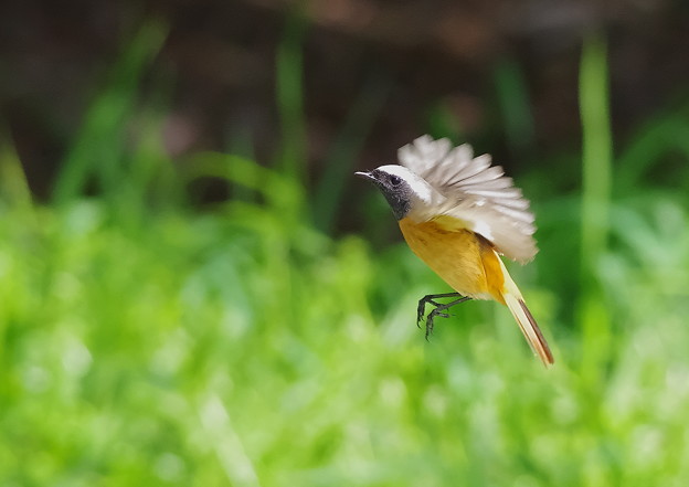 326ジョウビタキPE