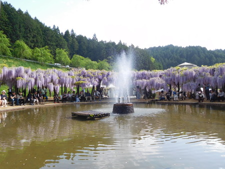 白井大町藤公園2018 043