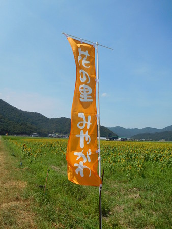 宮川ひまわり2019 004