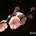 Photos: 淡色の春