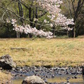 Photos: 桜10