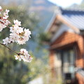 Photos: 桜12