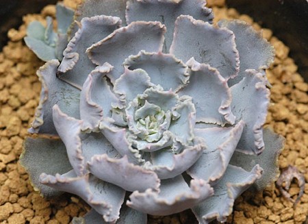 desert-star.jpg