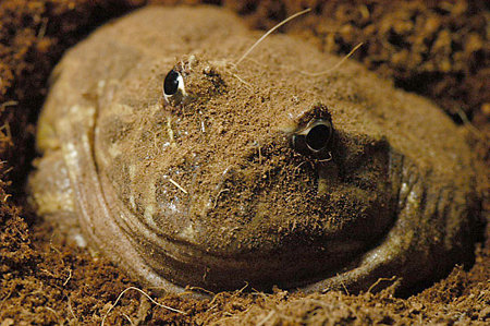 kaeru1