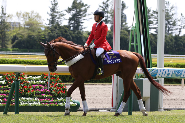 新潟競馬場 誘導馬 1 19 04 29 写真共有サイト フォト蔵