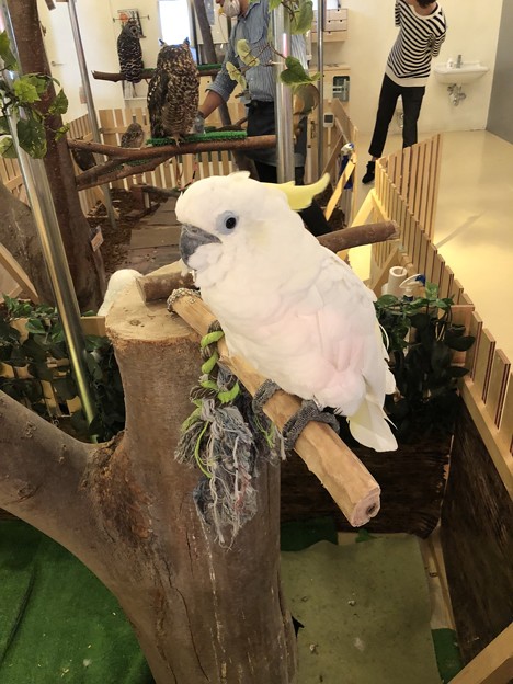 Moff animal cafe