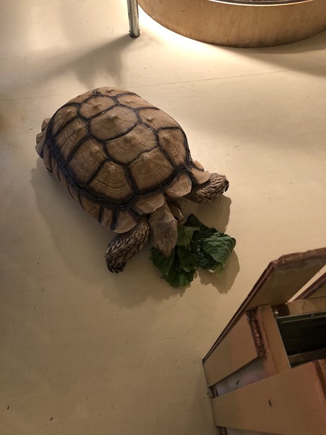 Moff animal cafe