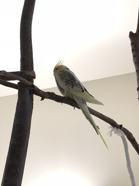 Moff animal cafe