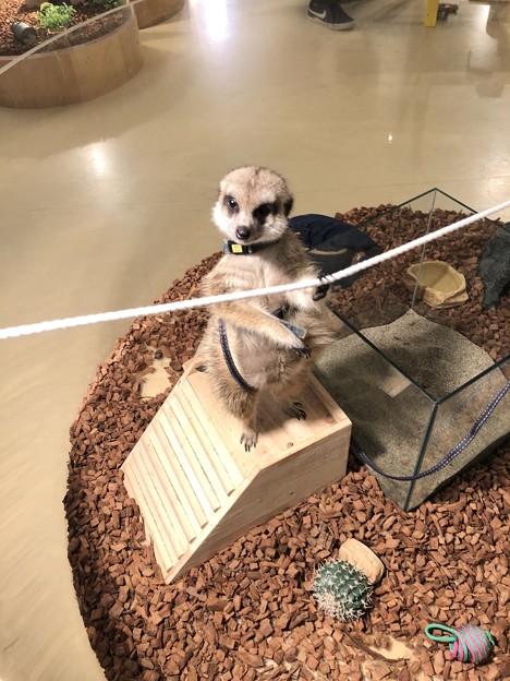 Moff animal cafe
