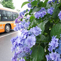 Photos: s5198_アジサイと江ノ電バス