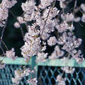 金網と桜