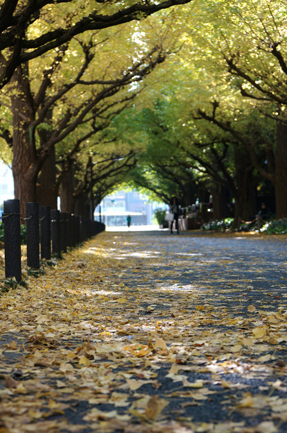 Photos: 秋の散歩道