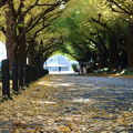 秋の散歩道