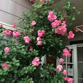 庭に咲く薔薇2