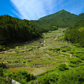 Photos: 四谷の千枚田【昼】
