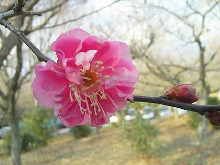 20090107-日本平梅林 (6)
