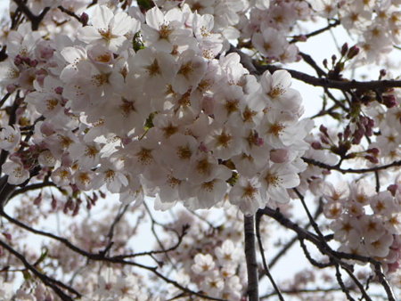 090404-北側入口 (14)