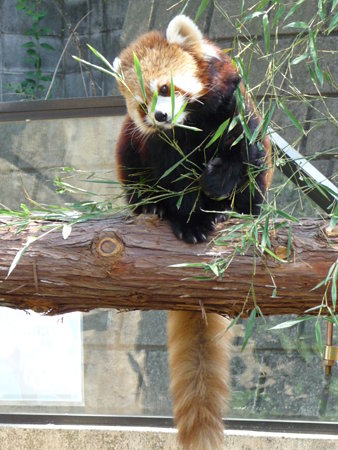 090409-野毛山動物園 レッサーパンダ (1)