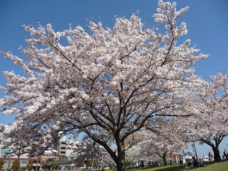 090409-MM21 汽車道と桜 (7)