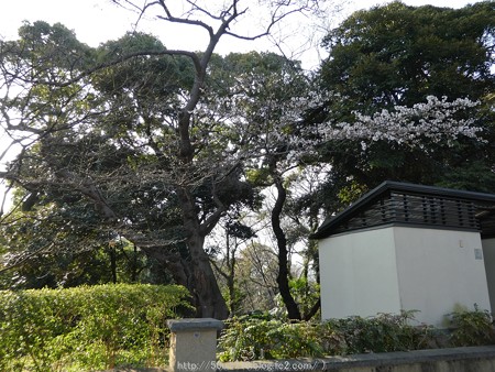 160321-元町公園 (6)