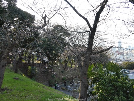160321-元町公園 (8)