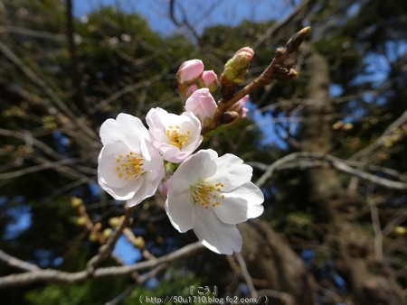 160321-元町公園 (15)