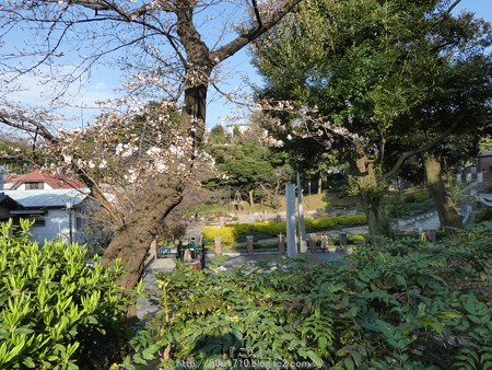 160321-元町公園 (37)