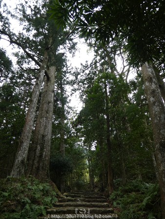 160324-熊野古道 大門坂 (83)