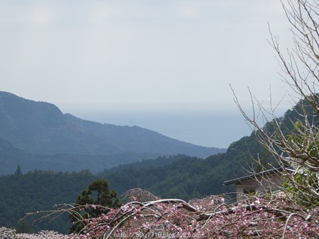 160324-熊野那智大社 熊野古道 (3)