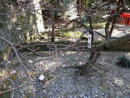 190105-久能山東照宮 寒桜 (3)