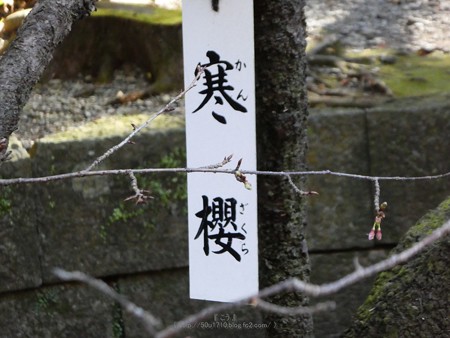 190105-久能山東照宮 寒桜 (4)