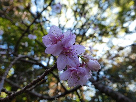 190105-久能山東照宮 寒桜 (5)