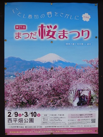 190304-松田山 河津桜 (1)