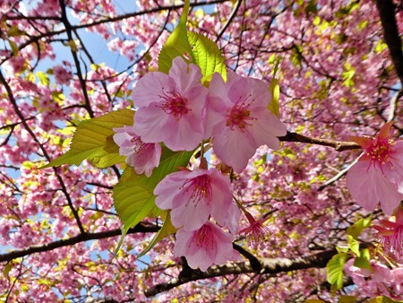 190304-松田山 河津桜 (12)