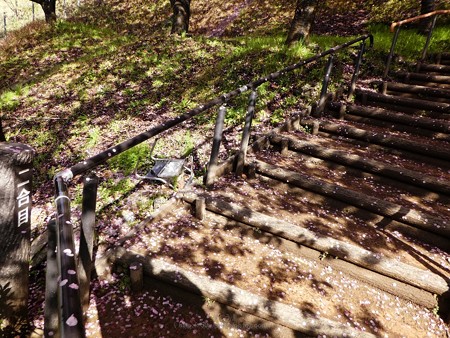 190304-松田山 河津桜 (15)
