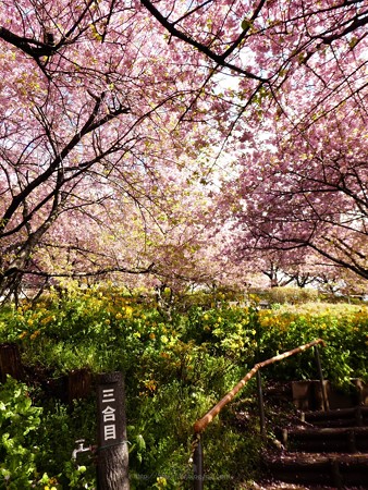 190304-松田山 河津桜 (20)
