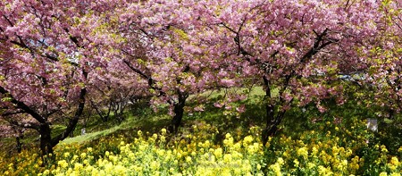 190304-松田山 河津桜 (168)