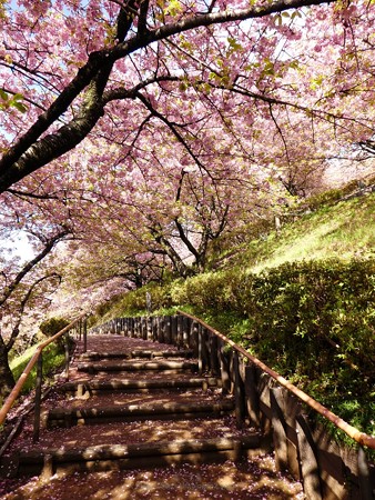 190304-松田山 河津桜 (32)