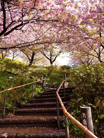190304-松田山 河津桜 (43)