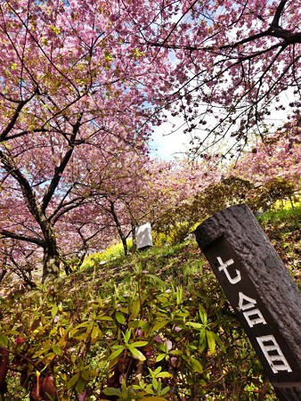 190304-松田山 河津桜 (46)