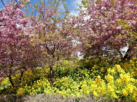 190304-松田山 河津桜 (49)
