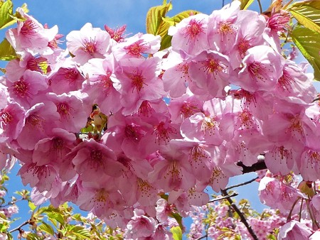 190304-松田山 河津桜 (58)