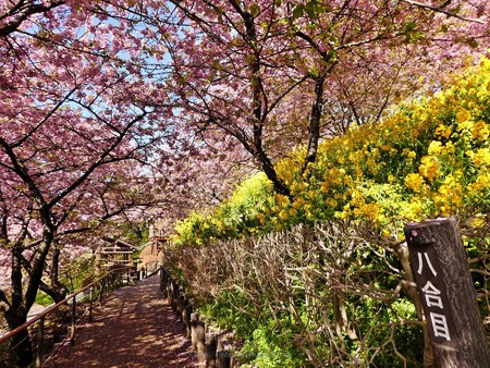 190304-松田山 河津桜 (61)