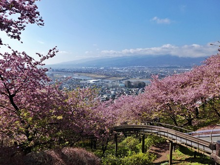 190304-松田山 河津桜 (66)