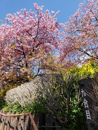 190304-松田山 河津桜 (67)