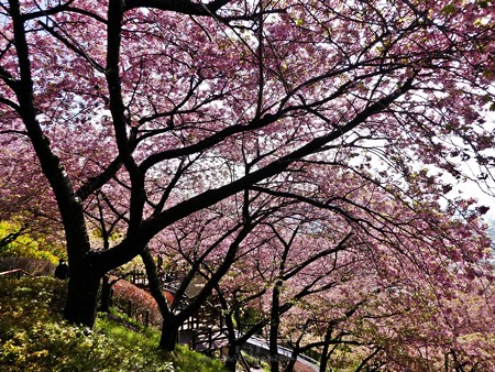 190304-松田山 河津桜 (71)