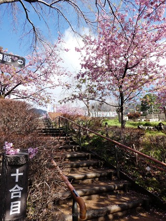 190304-松田山 河津桜 (72)