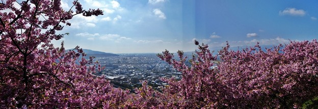190304-松田山 河津桜 (95)