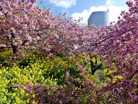 190304-松田山 河津桜 (97)