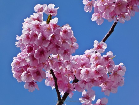 190304-松田山 河津桜 (109)